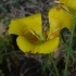 Calochortus luteus -- Gelbe Mormonentulpe